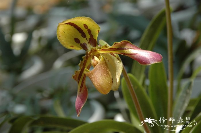 虎斑兜兰 Paphiopedilum markianum