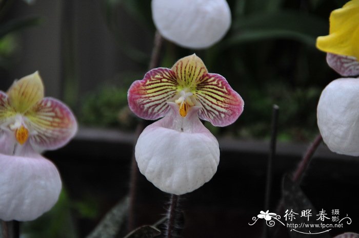 硬叶兜兰 Paphiopedilum micranthum