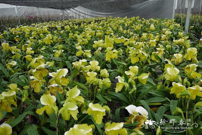 肉饼兜兰phiopedilum Pacific Shamrock