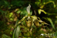 飘带兜兰Paphiopedilum parishii