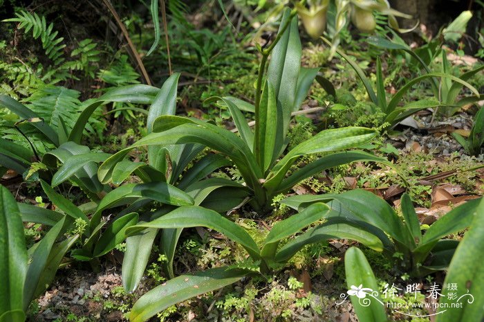 飘带兜兰Paphiopedilum parishii