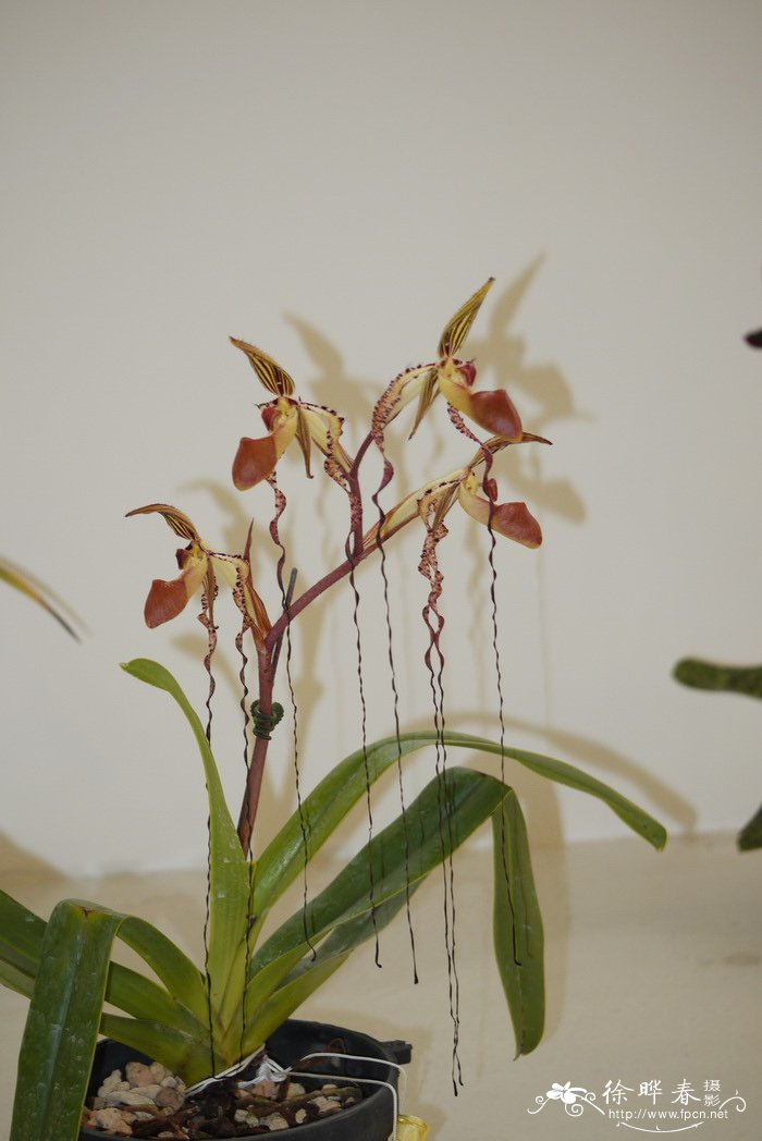 桑德兜兰Paphiopedilum sanderianum