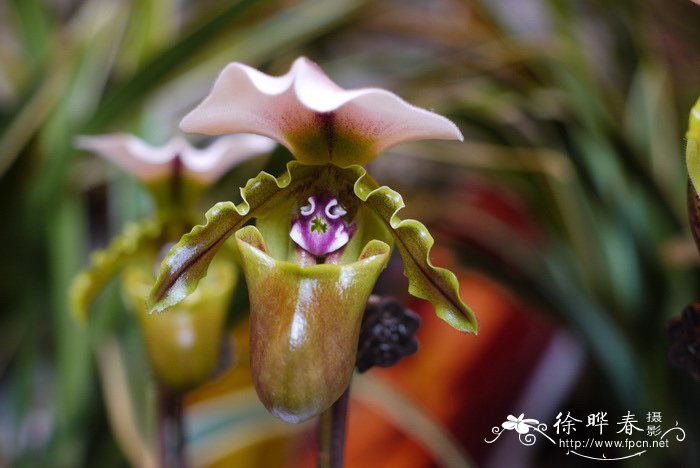 白旗兜兰Paphiopedilum spicerianum