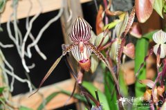 菲律宾兜兰Paphiopedilum philippinense