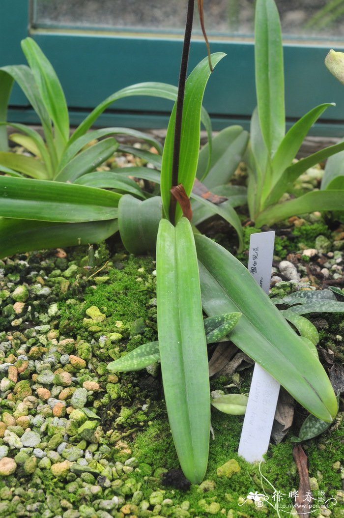 菲律宾兜兰Paphiopedilum philippinense