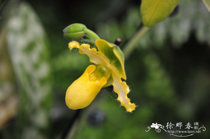 报春兜兰Paphiopedilum primulinum