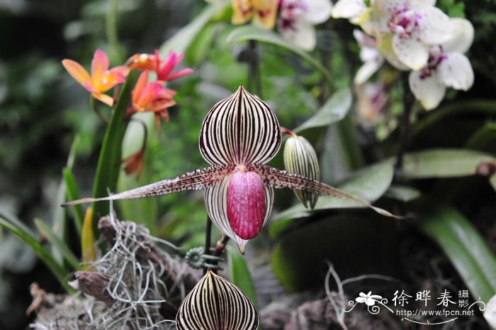 国王兜兰Paphiopedilum rothschildianum