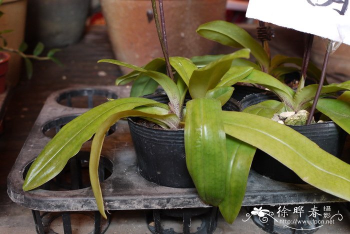 白旗兜兰Paphiopedilum spicerianum