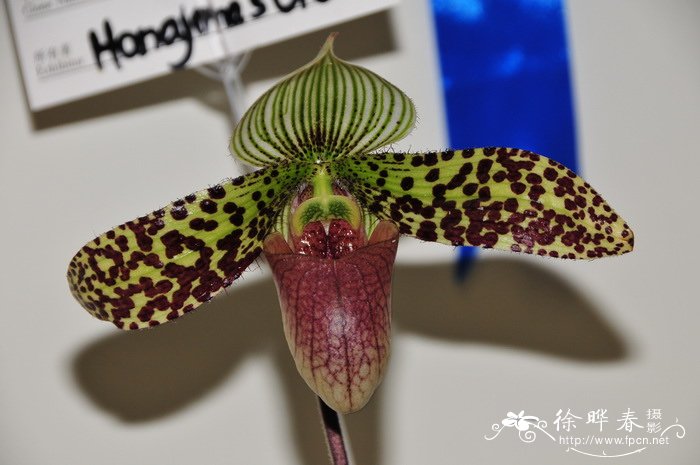 苏氏兜兰Paphiopedilum sukhakulii