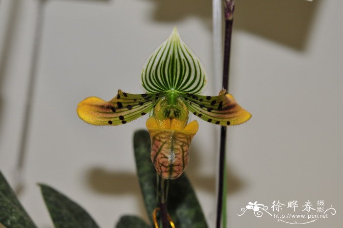 秀丽兜兰Paphiopedilum venustum