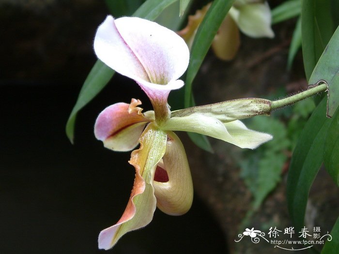 紫毛兜兰 Paphiopedilum villosum