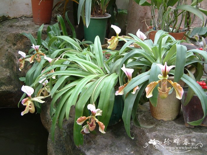 紫毛兜兰 Paphiopedilum villosum