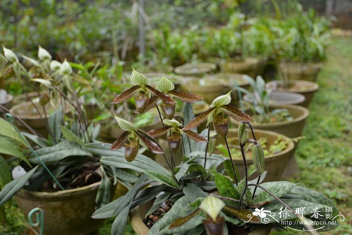 彩云兜兰 Paphiopedilum wardii