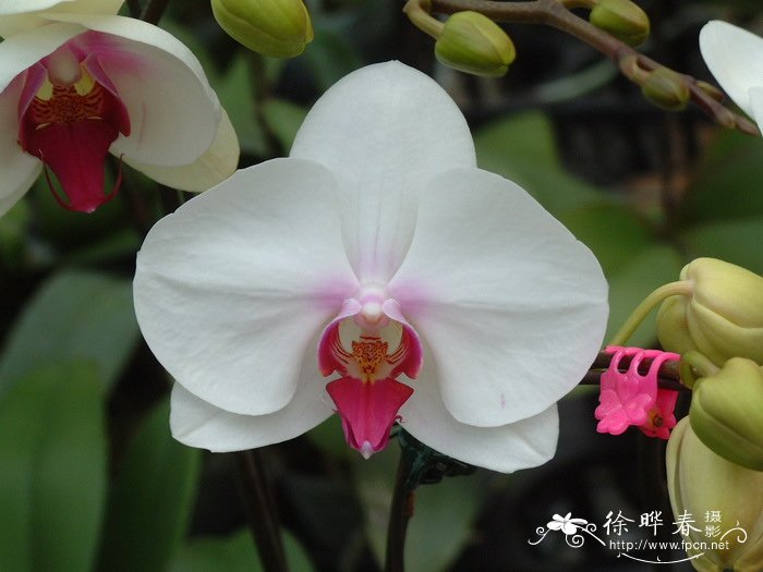 杂种蝴蝶兰Phalaenopsis× hybrida