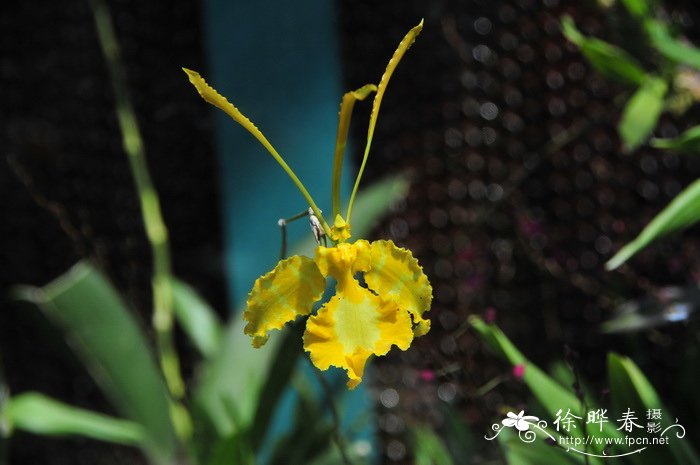 黄花魔鬼文心兰Psychopsis papilio var. alba