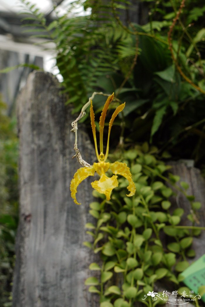 黄花魔鬼文心兰Psychopsis papilio var. alba