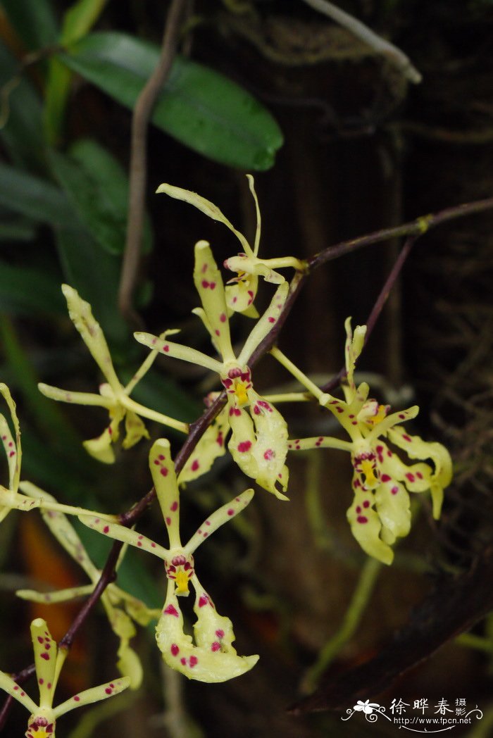 越南火焰兰Renanthera citrina