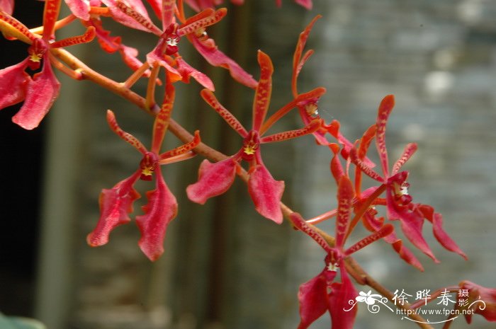 火焰兰 Renanthera coccinea