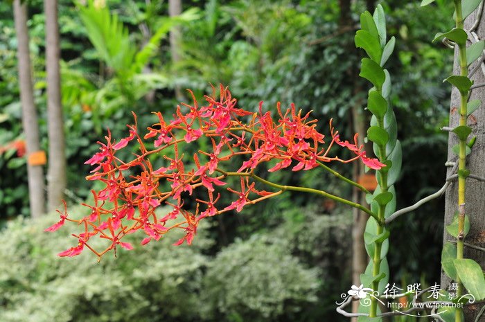 火焰兰 Renanthera coccinea