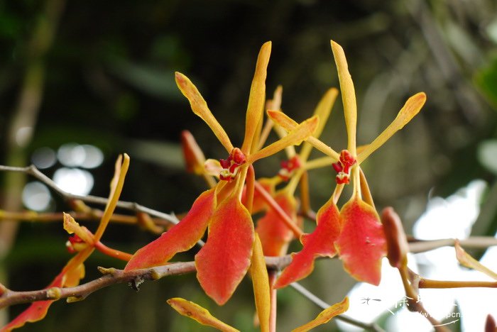 云南火焰兰Renanthera imschootiana