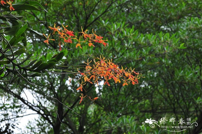 云南火焰兰Renanthera imschootiana