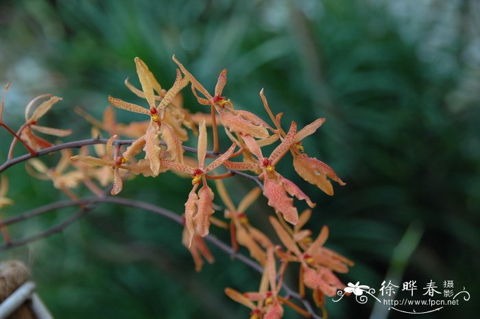 麒麟火焰兰Renanthera Tom Thumb ‘Qi Lin’