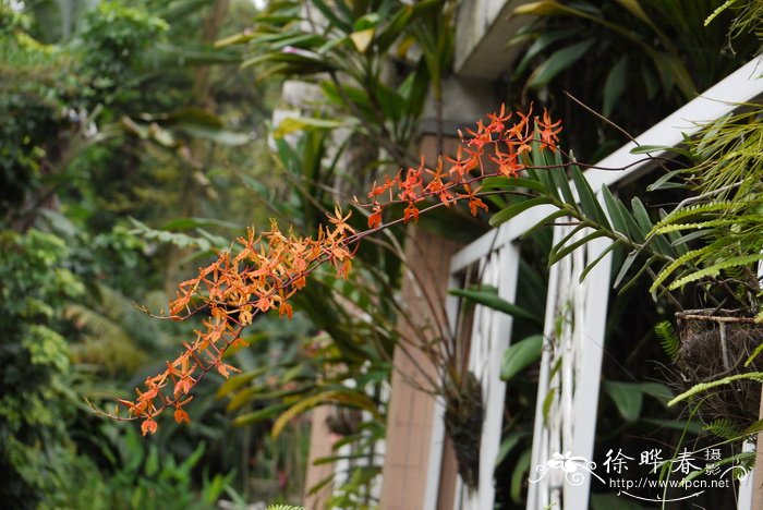 麒麟火焰兰Renanthera Tom Thumb ‘Qi Lin’