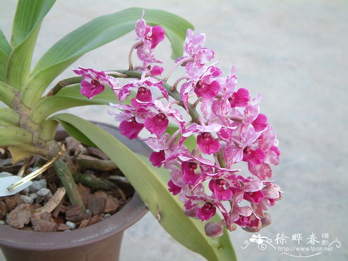 海南钻喙兰 Rhynchostylis gigantea