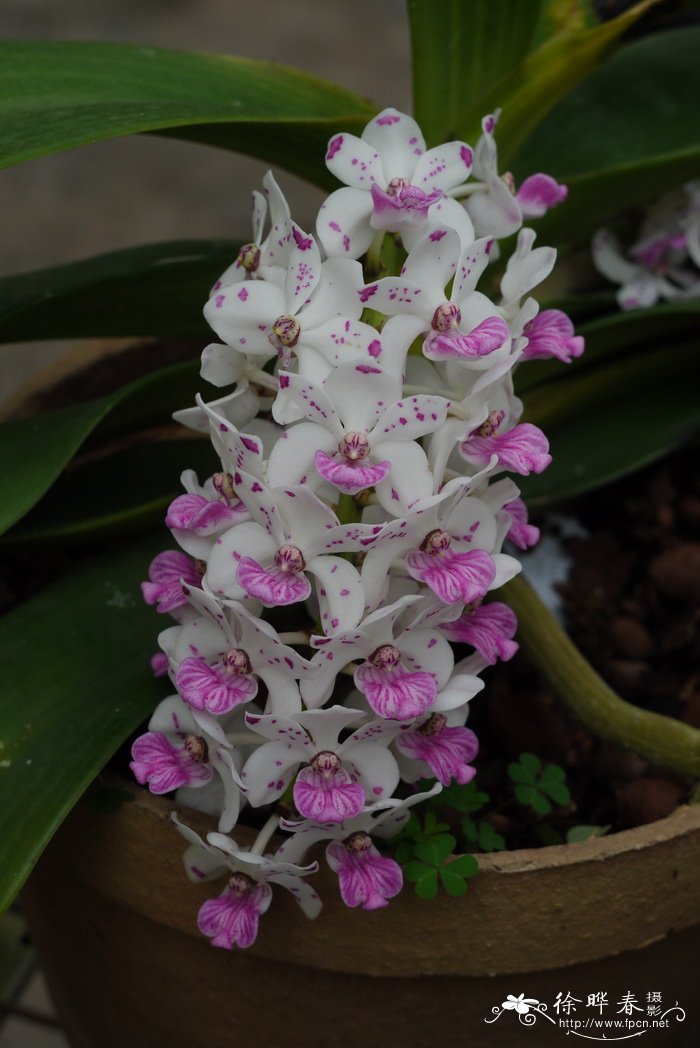 海南钻喙兰 Rhynchostylis gigantea