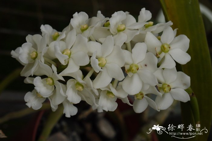 海南钻喙兰 Rhynchostylis gigantea