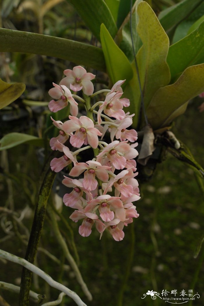 海南钻喙兰 Rhynchostylis gigantea