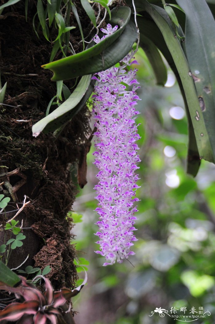 钻喙兰Rhynchostylis retusa