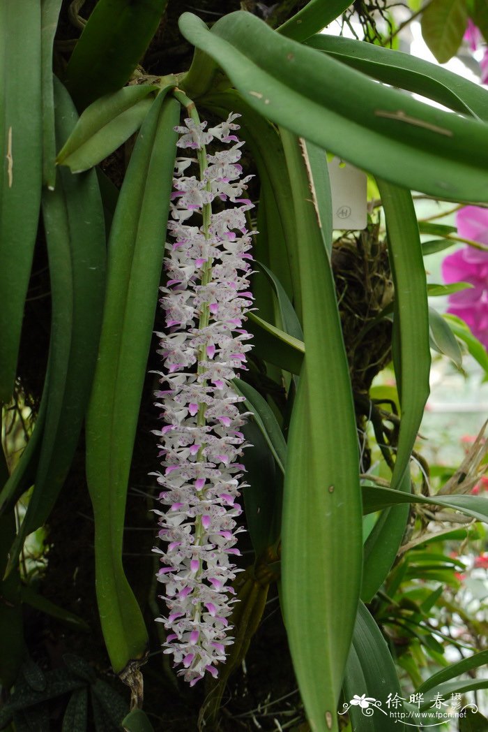 钻喙兰Rhynchostylis retusa