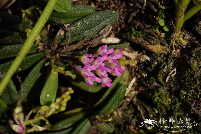 圆叶匙唇兰Schoenorchis tixieri