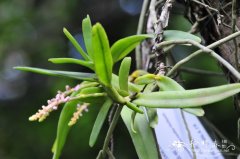 盖喉兰Smitinandia micrantha
