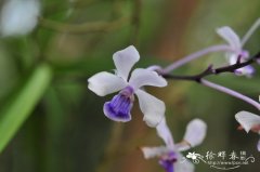 小蓝万代兰 Vanda coerulescens