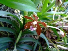 琴唇万代兰 Vanda concolor