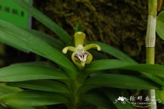 叉唇万代兰Vanda cristata