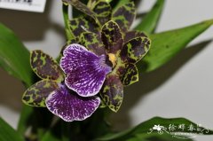 '阿图尔'轭瓣兰Zygopetalum  Artur elle