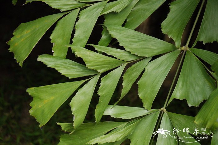 短穗鱼尾葵 Caryota mitis