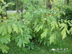 单穗鱼尾葵 Caryota monostachya