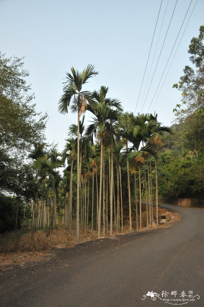 槟榔 Areca catechu