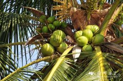 椰子 Cocos nucifera