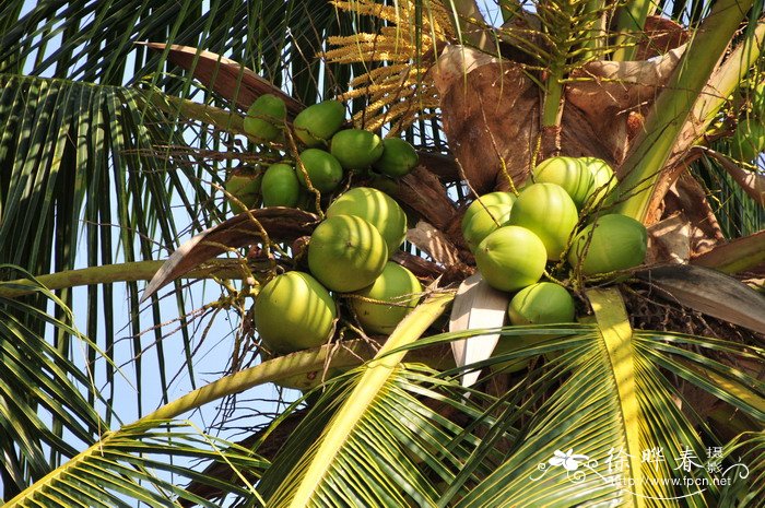 椰子 Cocos nucifera