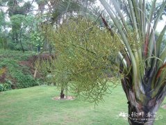 三角椰子Dypsis decaryi