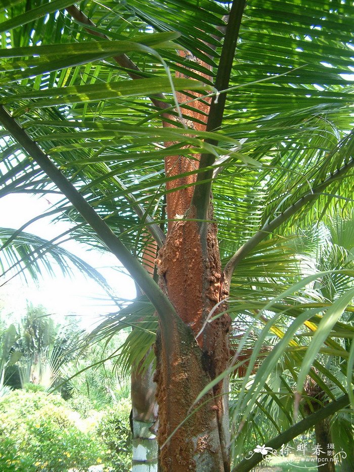 红冠棕Dypsis lastelliana