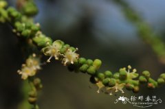 酒瓶椰子 Hyophorbe lagenicaulis