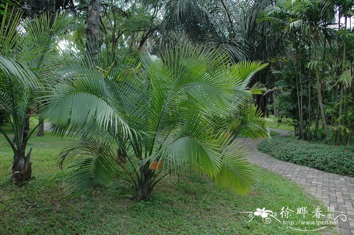 国王椰子Ravenea rivularis