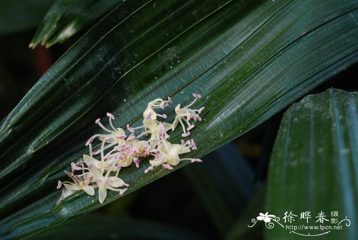 大王椰子Roystonea elata