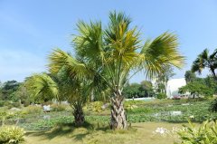 菜棕Sabal palmetto